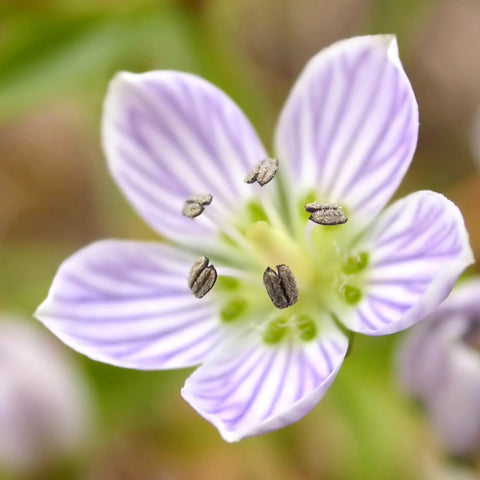 Swertia Japonica
