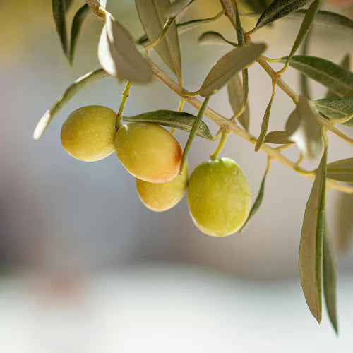 Huile de fruit d'olive