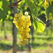 Huile de pépins de raisin